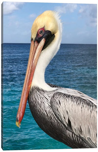 Pelican Canvas Art Print - Julie Derice