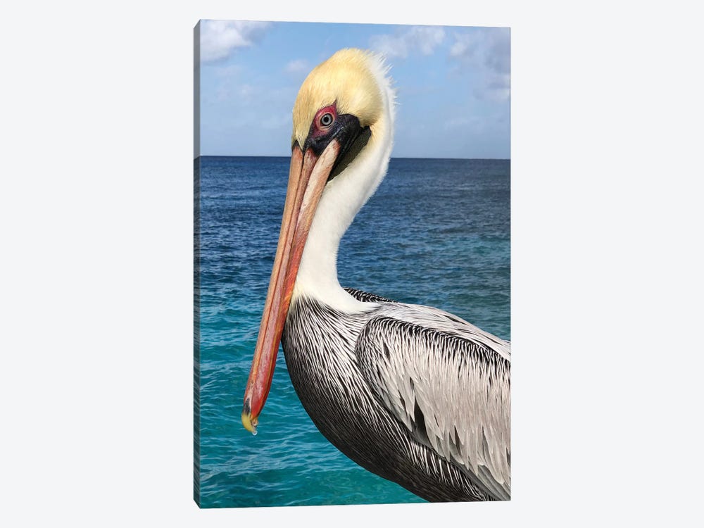 Pelican by Julie Derice 1-piece Canvas Print