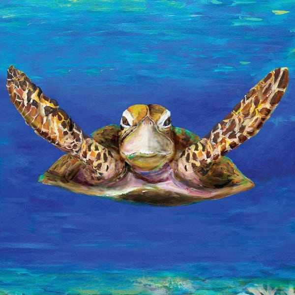 Turtles: On The Swim by Julie Derice
