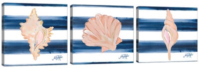 Nautical Shell Triptych Canvas Art Print - Julie Derice