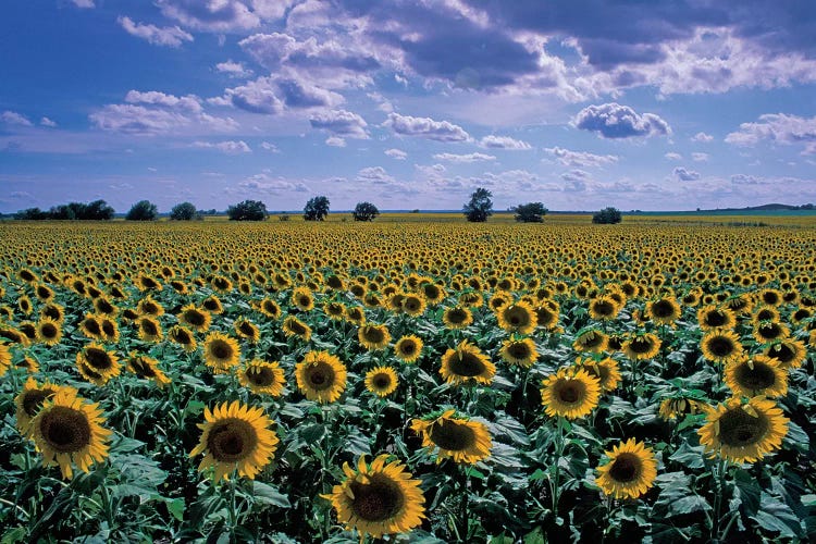Sunflower Field, Kansas, USA by David R. Frazier canvas print