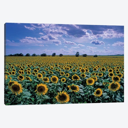 Sunflower Field, Kansas, USA Canvas Print #DRF1} by David R. Frazier Canvas Artwork