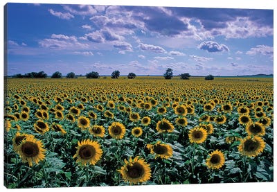 Sunflower Field, Kansas, USA Canvas Art Print - Garden & Floral Landscape Art