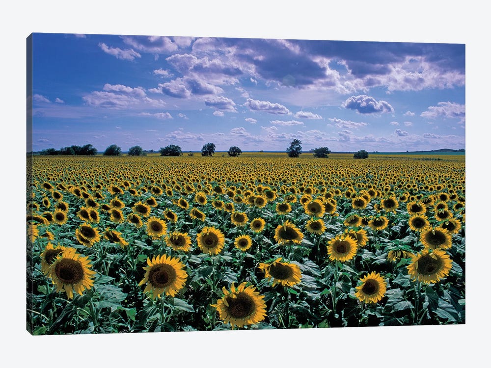Sunflower Field, Kansas, USA by David R. Frazier 1-piece Canvas Artwork