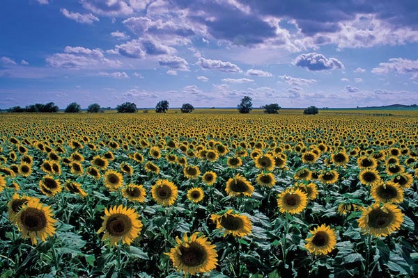 Sunflowers: Sunflower Field, Kansas, USA by David R. Frazier