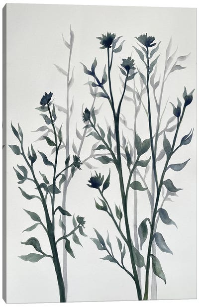 Botanical Inspiration II Canvas Art Print - Doris Charest