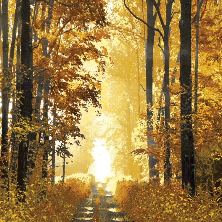 Sunlit Forest I Canvas Artwork by Derek Scott | iCanvas
