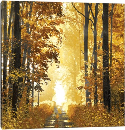 Sunlit Forest I Canvas Art Print