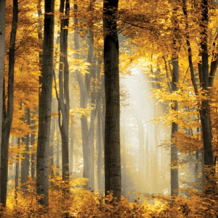 Sunlit Forest II