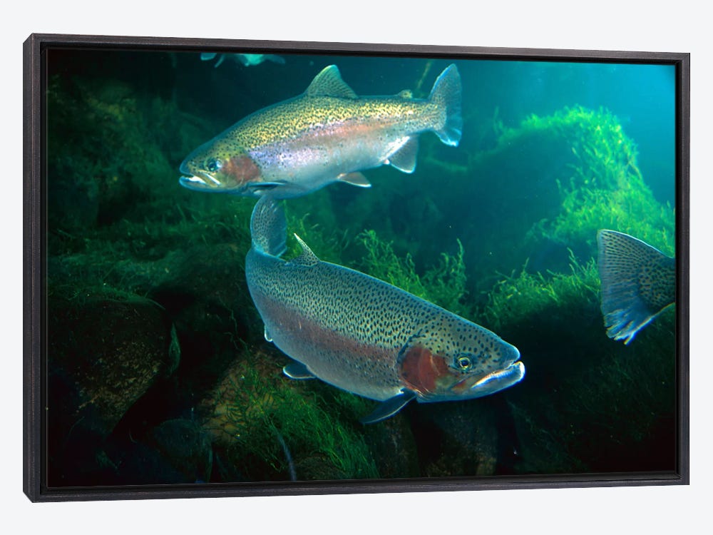 Framed Canvas Art - Rainbow Trout Pair Underwater in Utah by Michael Durham ( Animals > Sea Life > Fish > Trout art) - 18x26 in