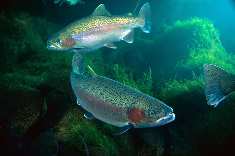 Rainbow Trout Pair Underwater In Utah