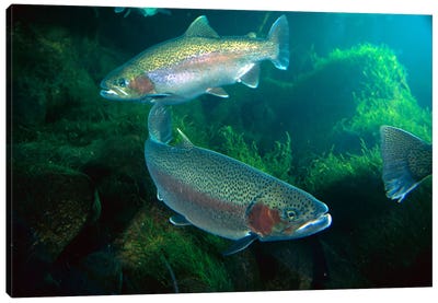 Rainbow Trout Pair Underwater In Utah Canvas Art Print