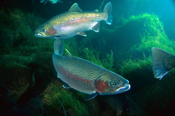 Fish: Rainbow Trout Pair Underwater In Utah by Michael Durham