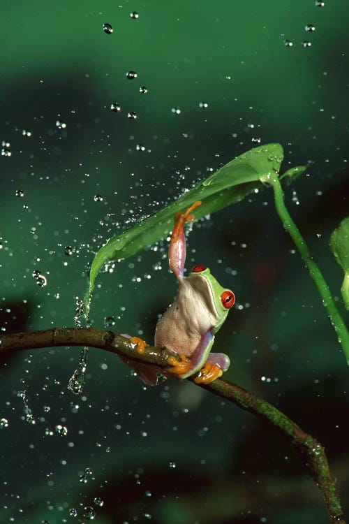 Red-Eyed Tree Frog In Rain, Native To Central And South America