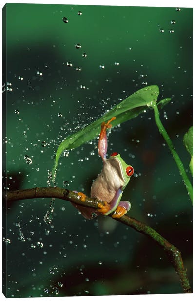 Red-Eyed Tree Frog In Rain, Native To Central And South America Canvas Art Print - Frog Art