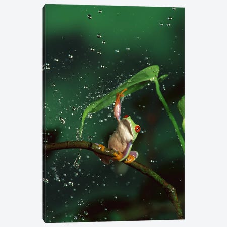Red-Eyed Tree Frog In Rain, Native To Central And South America Canvas Print #DRM11} by Michael Durham Canvas Art Print