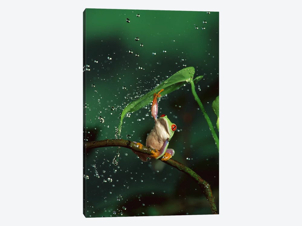 Red-Eyed Tree Frog In Rain, Native To Central And South America by Michael Durham 1-piece Canvas Wall Art