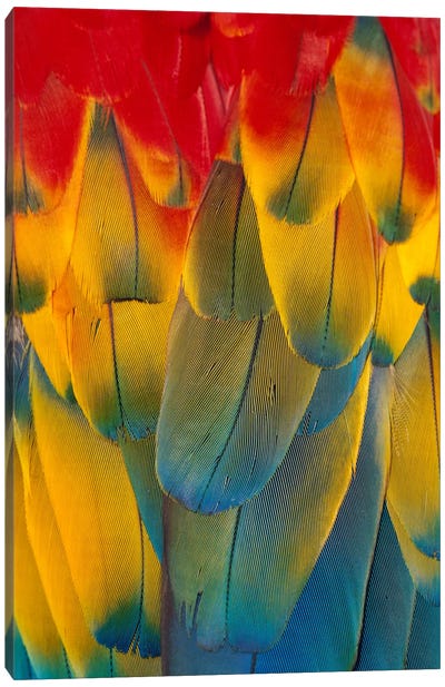 Scarlet Macaw Close-Up Of Colorful Feathers Canvas Art Print