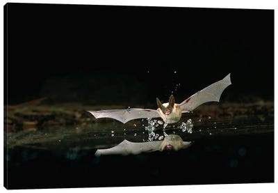 Western Long-Eared Myotis Bat, Drinking From Pond, Deschutes National Forest, Oregon Canvas Art Print