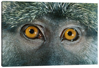 Allen's Swamp Monkey Detail Of Eyes, Native To Africa Canvas Art Print