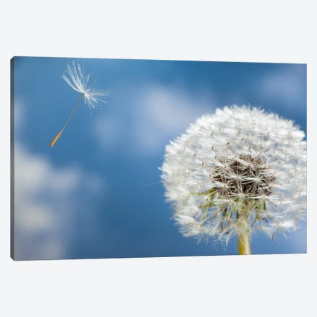 Dandelion Seed Being Dispersed By Wind, Oregon Canvas Print #DRM5} by Michael Durham Canvas Artwork