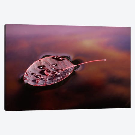 European Smoketree Leaf Floating With Sunset Reflections, Western Oregon Canvas Print #DRM7} by Michael Durham Canvas Artwork