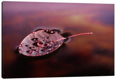 European Smoketree Leaf Floating With Sunset Reflections, Western Oregon Canvas Art Print