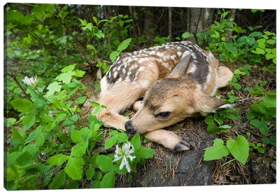 Mule Deer Newborn Fawn Hides In The Forest, Waiting For The Return Of Its Mother, Siuslaw National Forest, Oregon Canvas Art Print