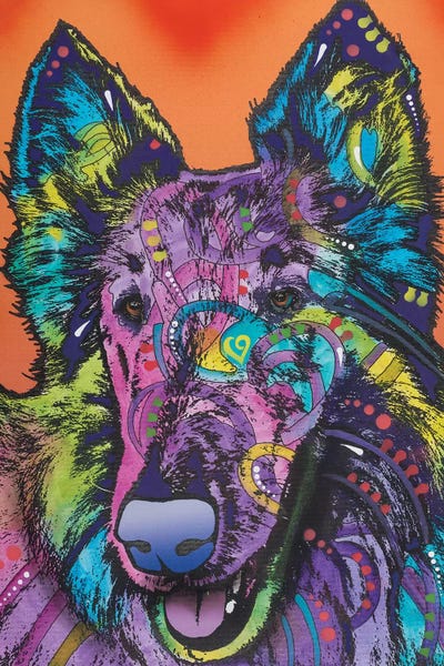 Collies: Ava, Collie by Dean Russo