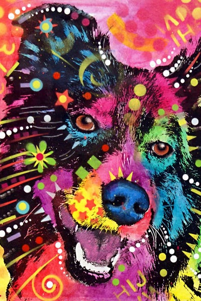 Dean Russo: Border Collie by Dean Russo