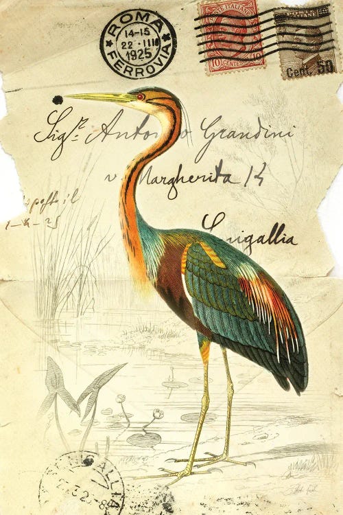 Pretty Bird II