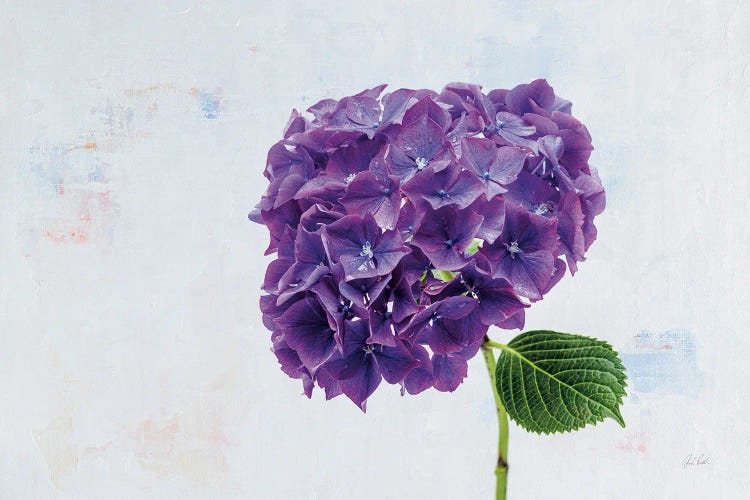 Bright Purple Hydrangea by Deborah Revell wall art