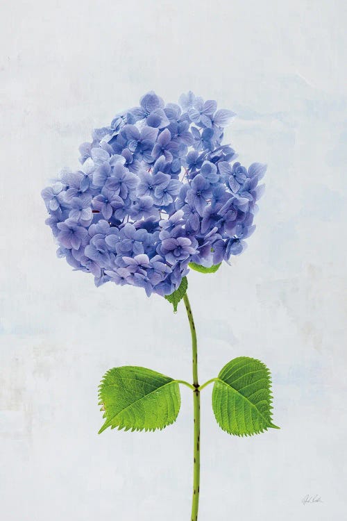 Cape Cod Hydrangea I by Deborah Revell wall art