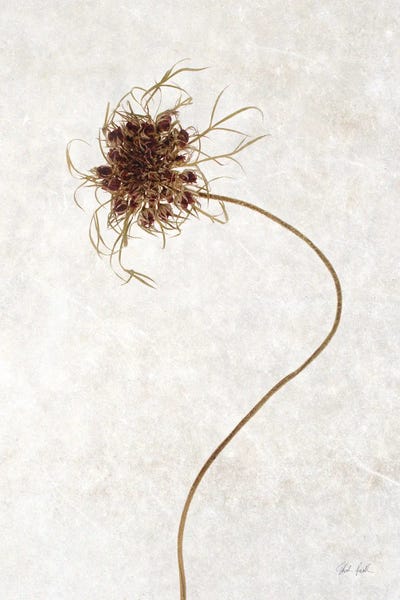 Deborah Revell: Dried Flower I by Deborah Revell