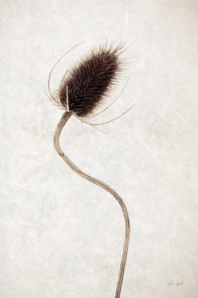 Dried Flower II