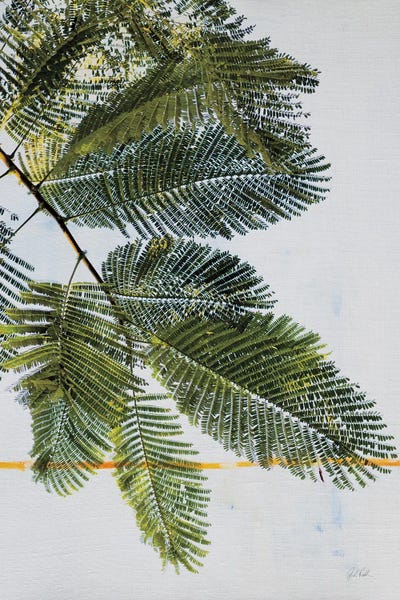 Palm Branch