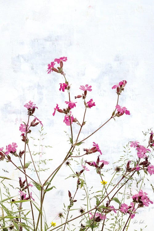 Pink Campion by Deborah Revell wall art