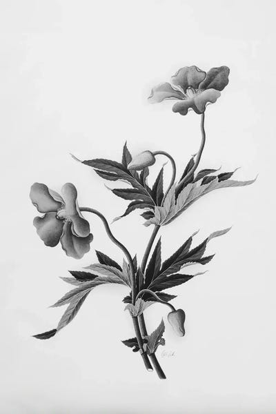 Black & White Florals: Botanical II by Deborah Revell