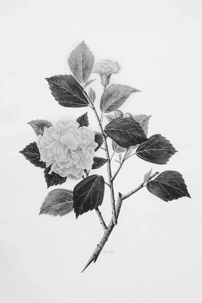 Black & White Florals: Botanical V by Deborah Revell