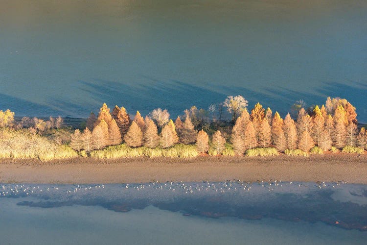 USA, Tennessee. Evening Light Tennessee River, Hiwassee Wildlife Refuge. Sandhill Cranes Feed Along Exposed Edges.