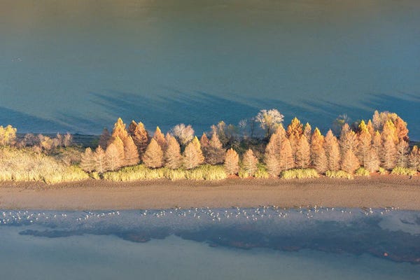 Tennessee: USA, Tennessee. Evening Light Tennessee River, Hiwassee Wildlife Refuge. Sandhill Cranes Feed Along Exposed Edges. by Trish Drury
