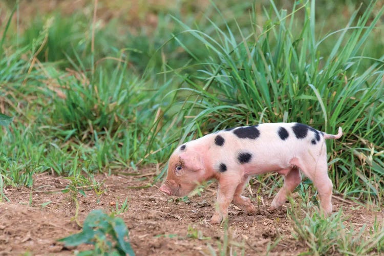 USA, Tennessee. Piglet Slyly Smiles