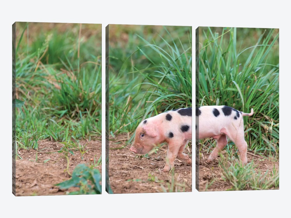 USA, Tennessee. Piglet Slyly Smiles by Trish Drury 3-piece Canvas Wall Art