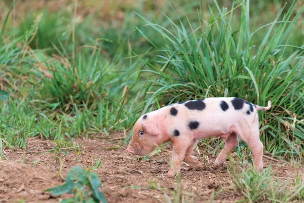Tennessee: USA, Tennessee. Piglet Slyly Smiles by Trish Drury