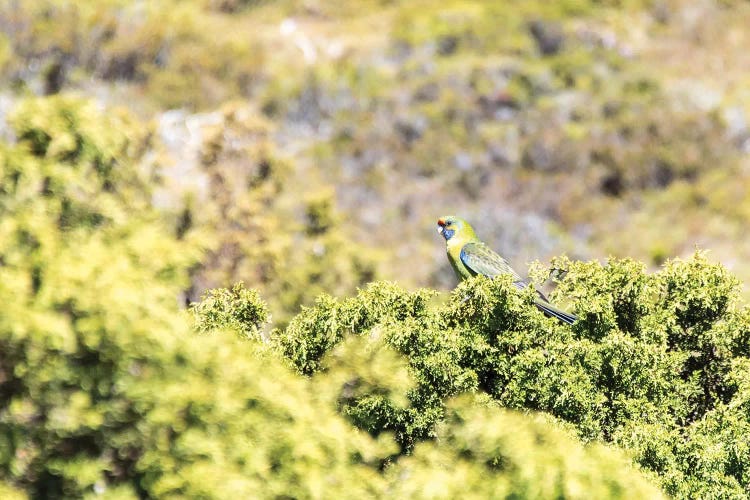 Australia, Tasmania, Cradle Mountain Lake Sinclair NP. Green Rosella in heath plants