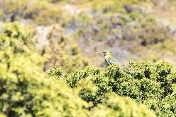 Trish Drury: Australia, Tasmania, Cradle Mountain Lake Sinclair NP. Green Rosella in heath plants by Trish Drury