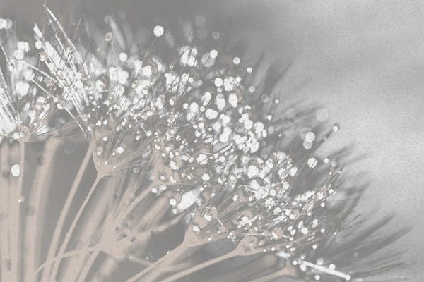 Denise Brown: Dandelion II by Denise Brown