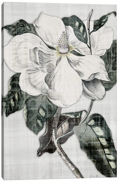 Southern Magnolia I Canvas Art Print - Magnolia Art