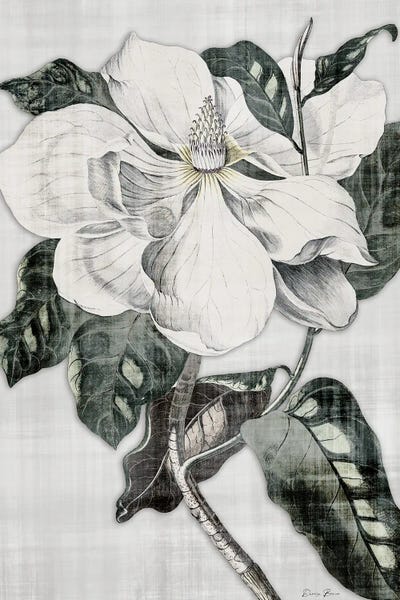 Denise Brown: Southern Magnolia I by Denise Brown