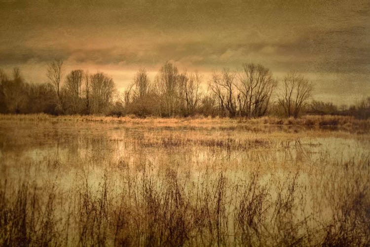 Winter Wetland I by Don Schwartz wall art
